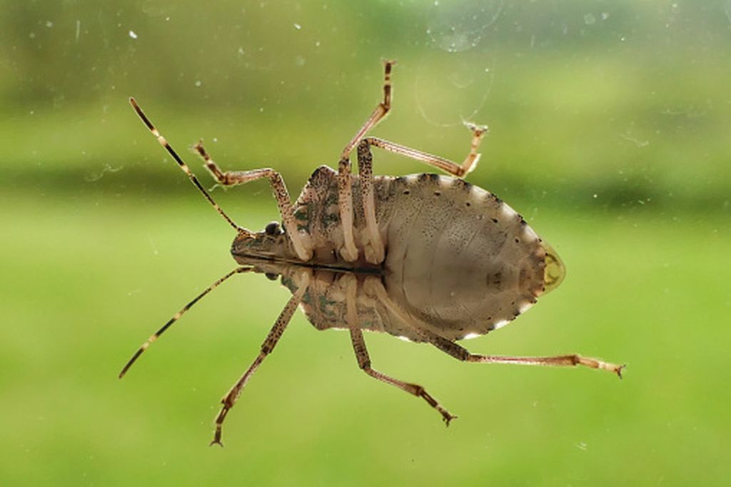 Smrdljivi martin, ilustracija - 2