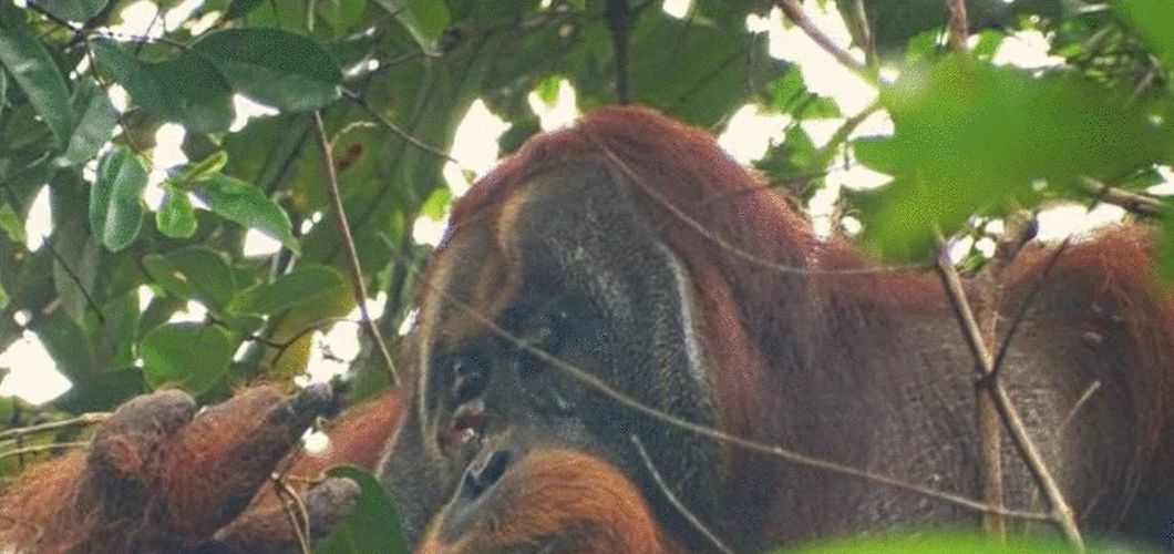 Orangutan Rakus koristi ljekovitu biljku za iscjeljivanje rane na licu