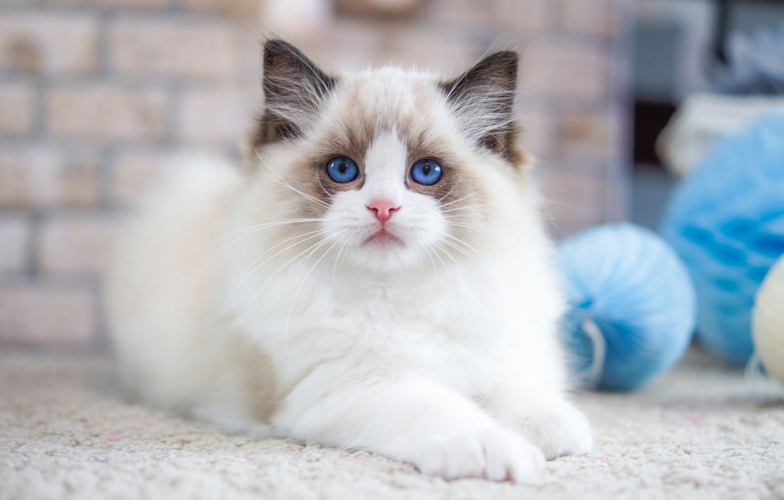 Ragdoll: Maca čarobnih plavih očiju koja se voli maziti i nositi