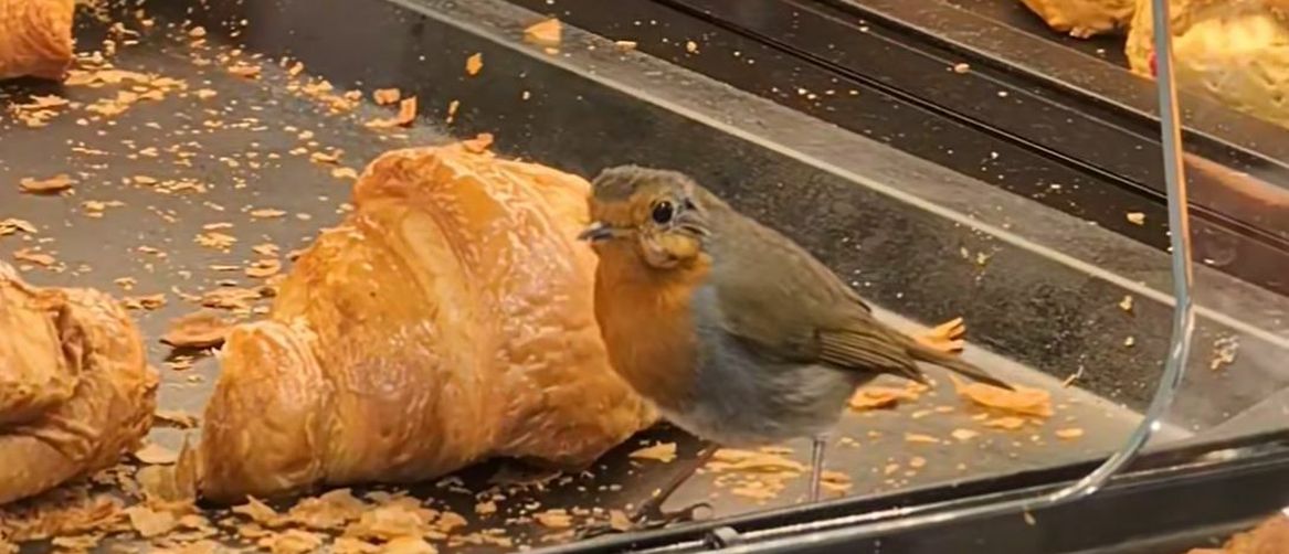 Crvendać u pekarnici