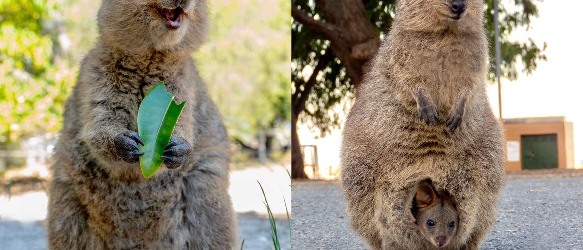 Australske životinje (Foto: brightside.me)