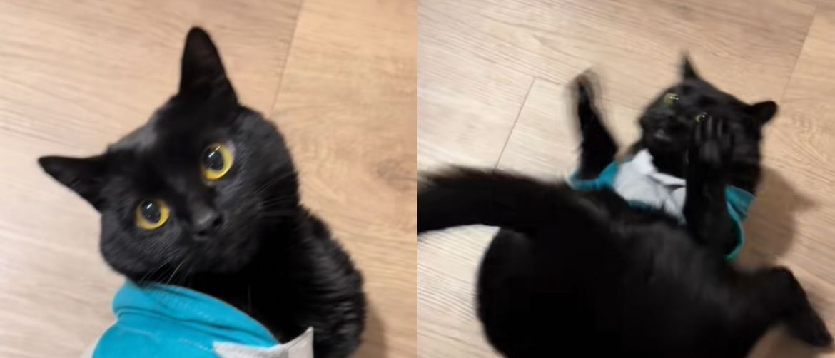 Crna mačka kako pleše na podu