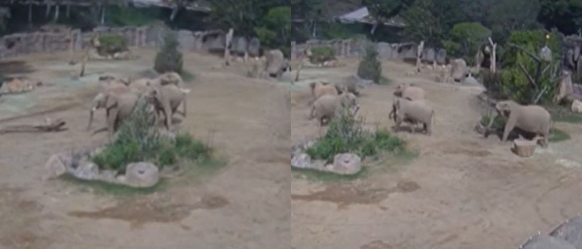 Slonovi u zoološkom vrtu kako reagiraju na potres
