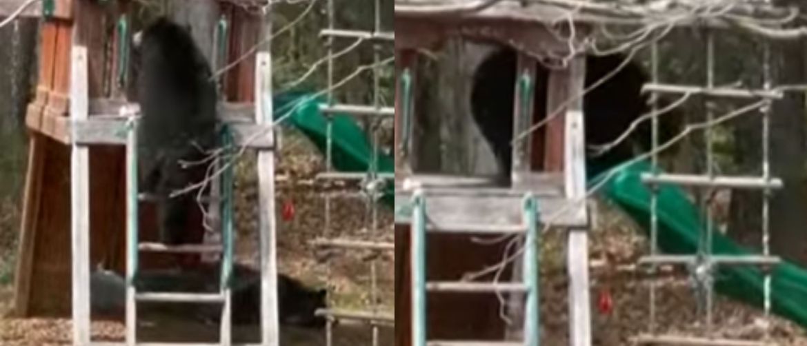 Medvjed na dječjem igralištu kako gleda niz tobogana