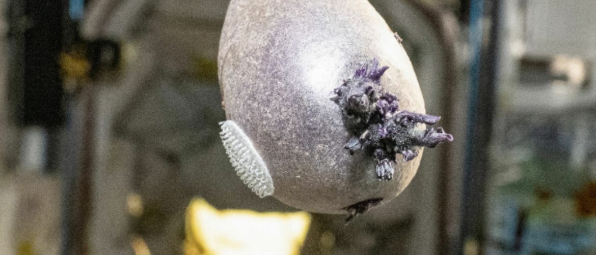 Krumpir uzgojen u svemiru