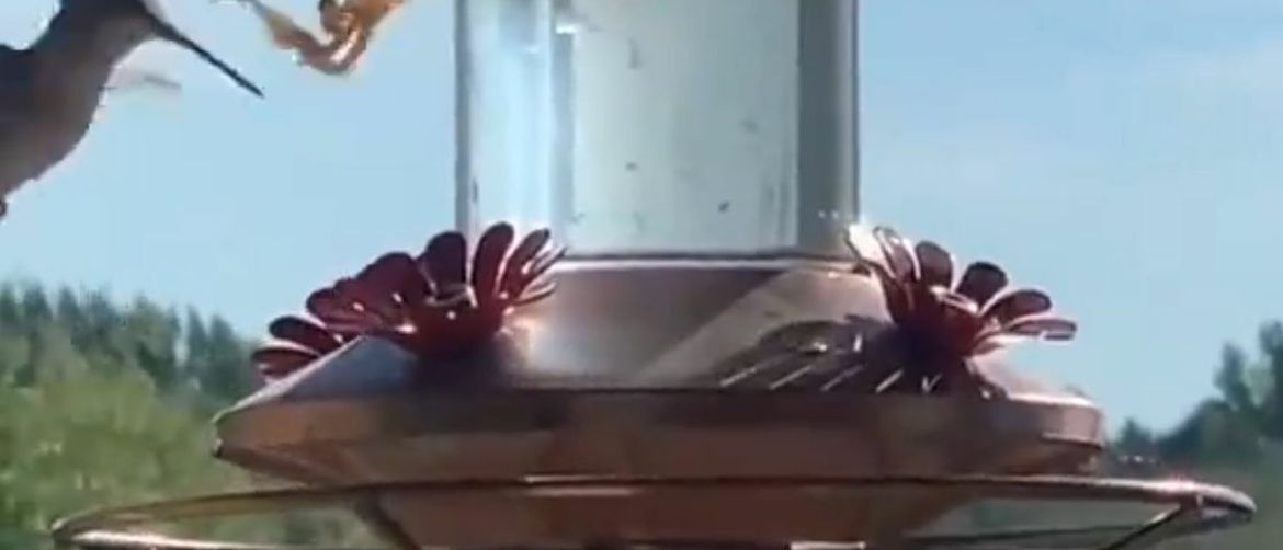 Kolibrić i bogomoljka