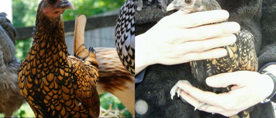 Najstarija kokoš na svijetu Gertie