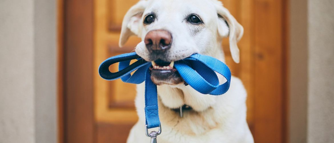 Pas s uzicom u ustima