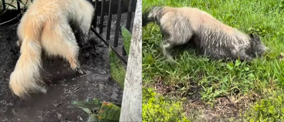 Pas koji se igra u blatnjavoj lokvi