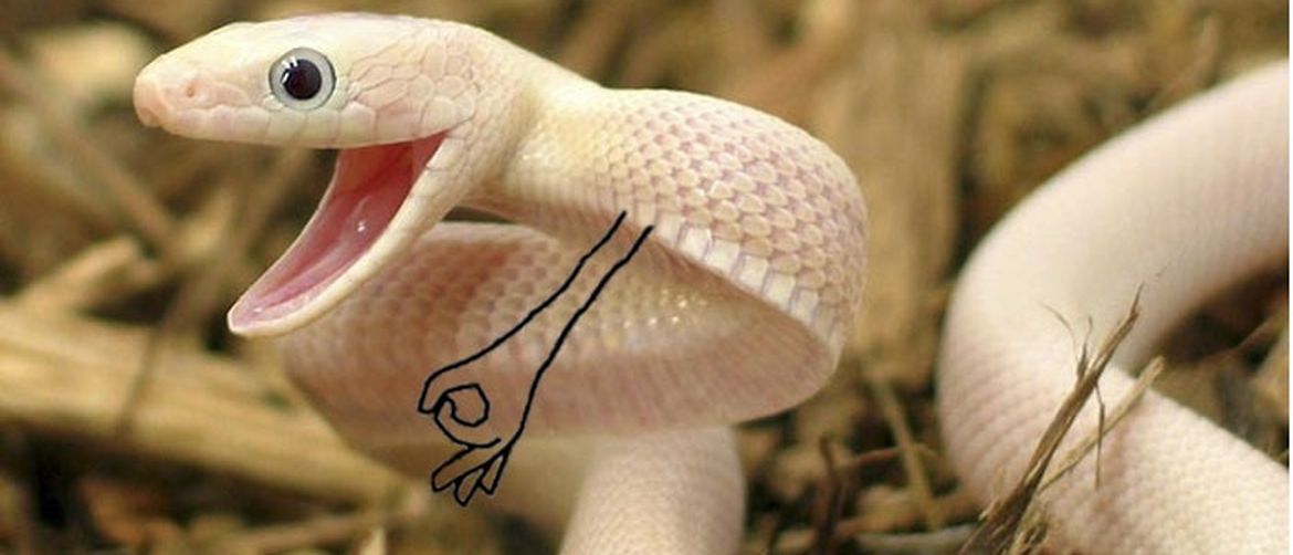 Šašava zmije (Foto: boredpanda.com)