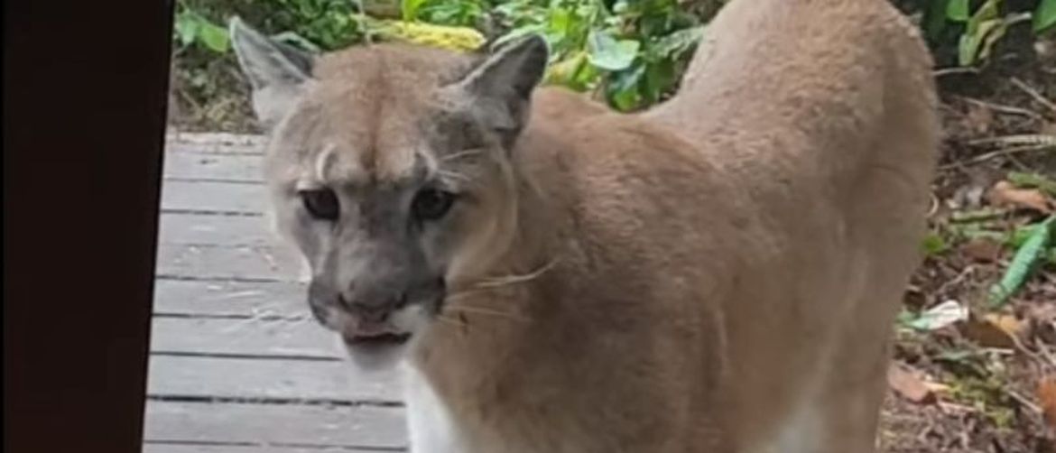 Puma (Foto: Screenshot/YouTube)