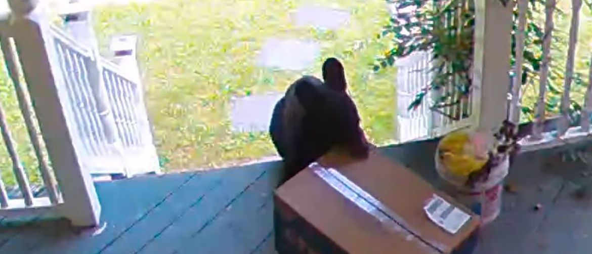 Medvjed krade paket (Foto: Screenshot/YouTube)