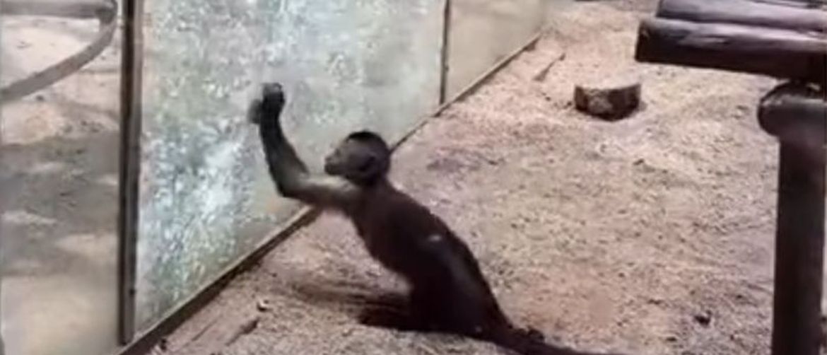 Domišljati majmun (Foto: Screenshot/YouTube)