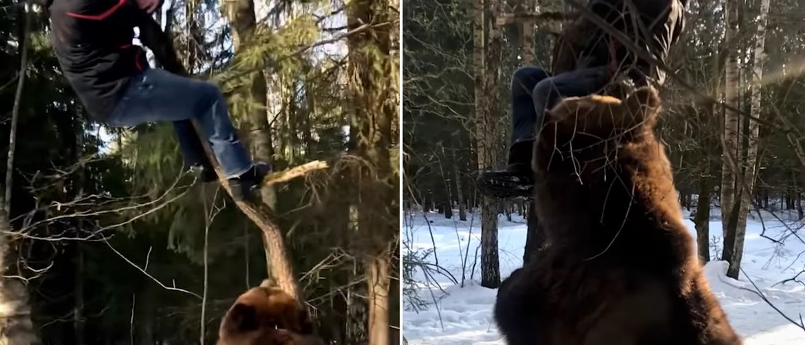 Medvjed u šumi