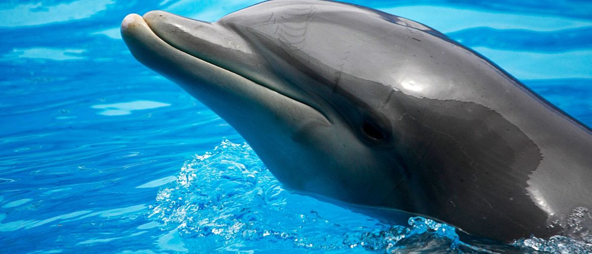 Dupini su zaštićene životinje