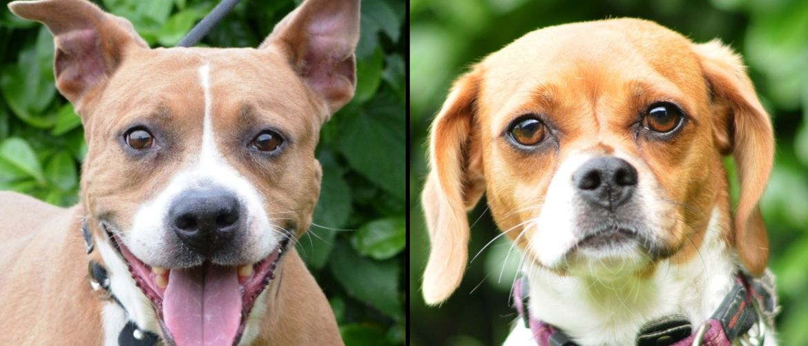 Međunarodni dan beskućnih životinja u Dumovcu