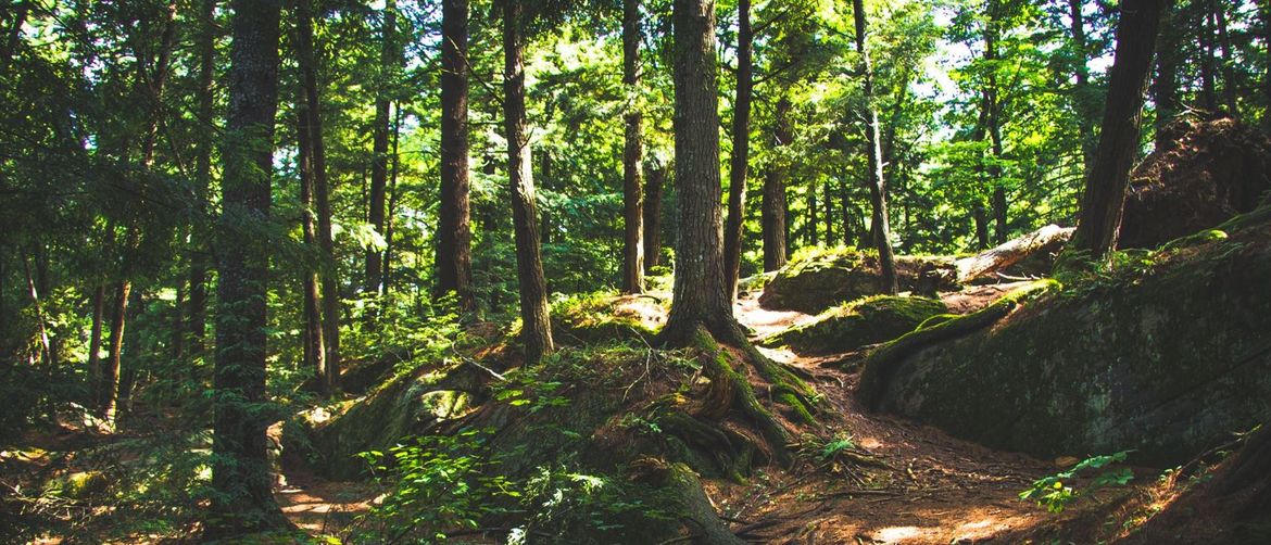 Nevjerojatan fenomen