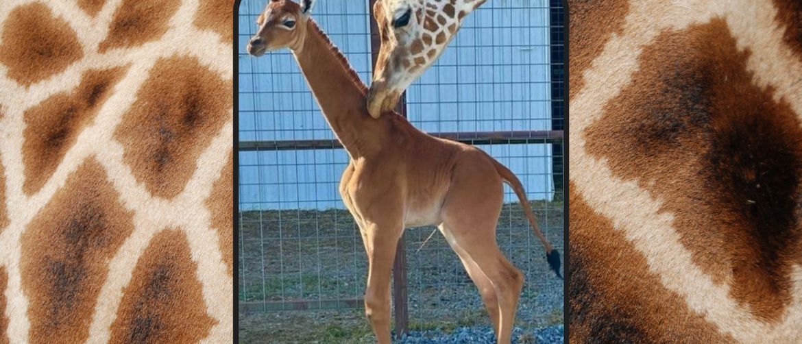 jedina žirafa bez pjega