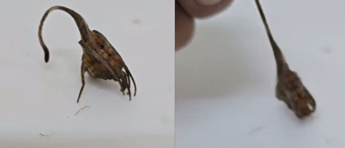 Pauk koji izgleda kao list