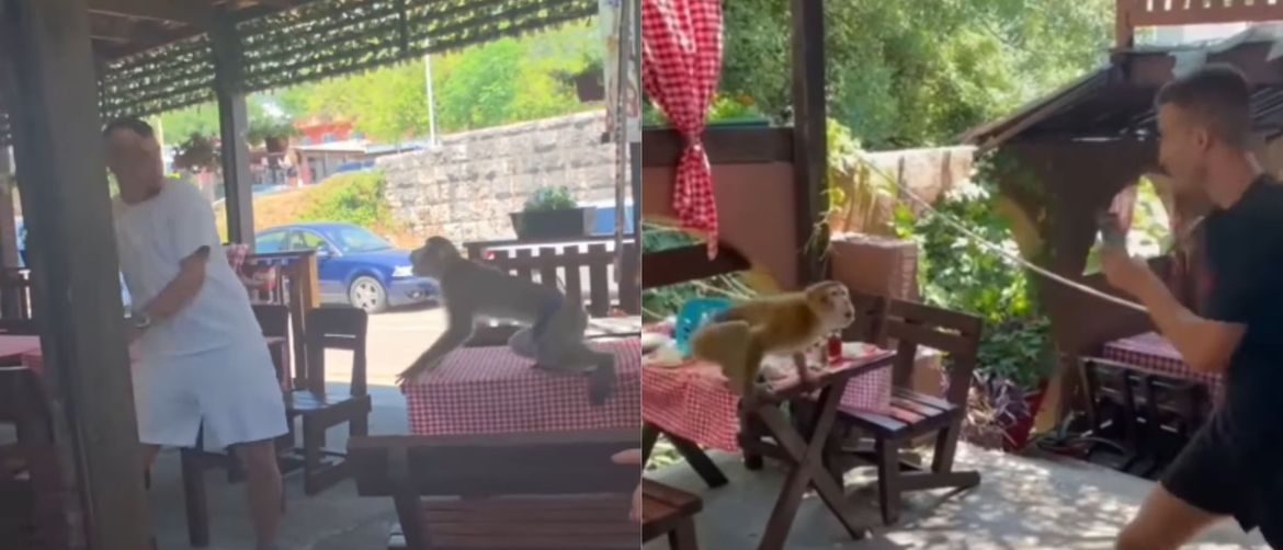 Majmun koji napada goste restorana