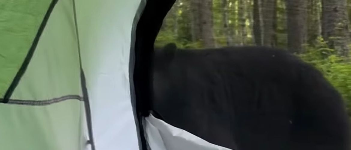 Medvjed ispred šatora