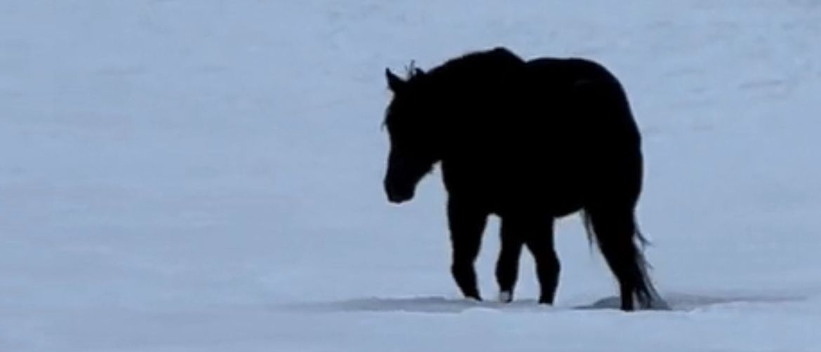 Crni konj u polju punom snijega
