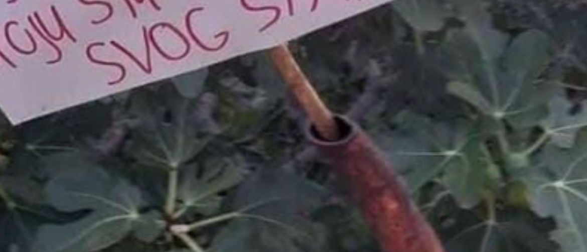 Natpis ispred smokve u Dalmaciji