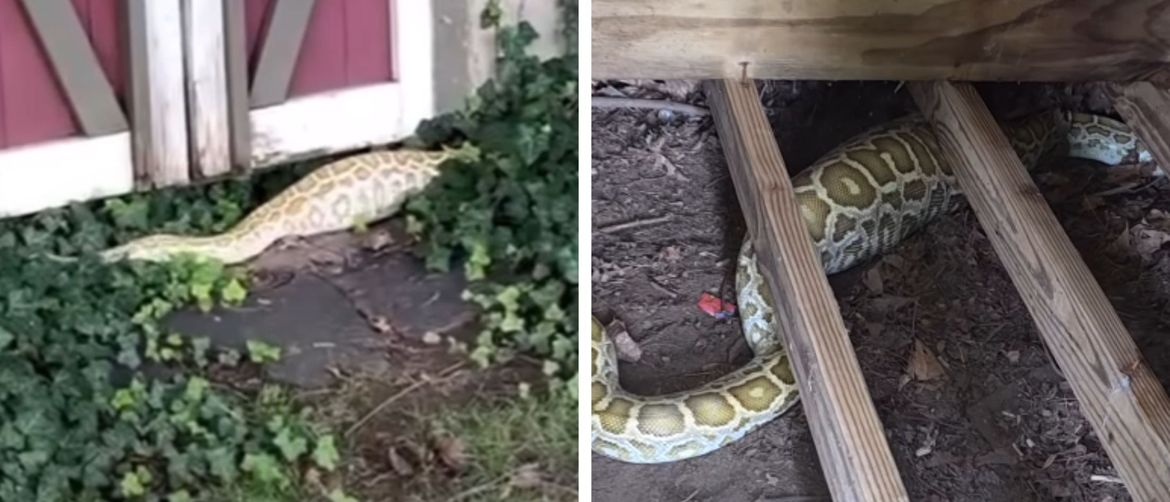 Ogroman piton s napuhnutim trbuhom