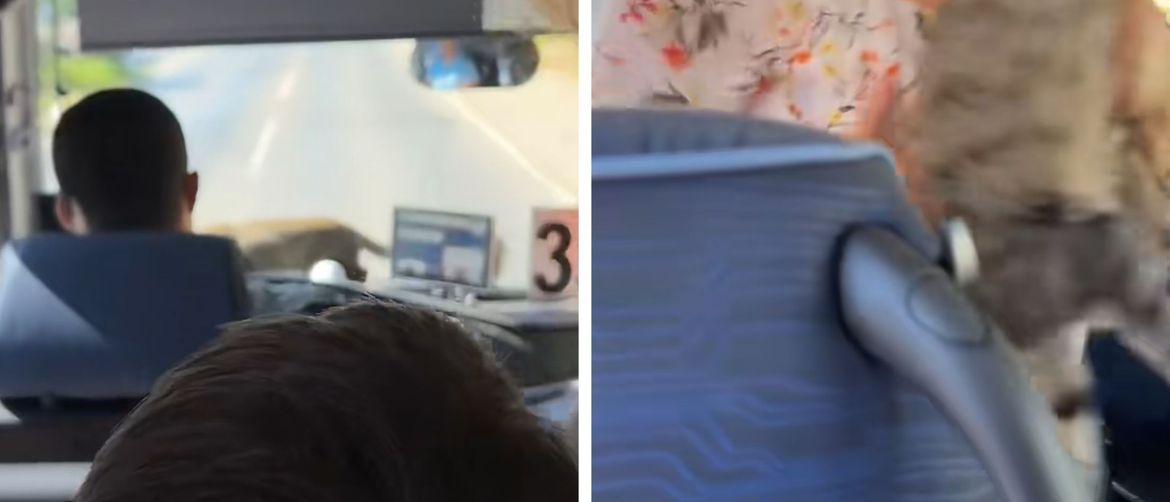 Životinja u autobusu