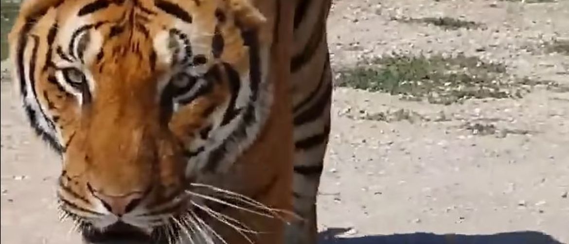 Tigar
