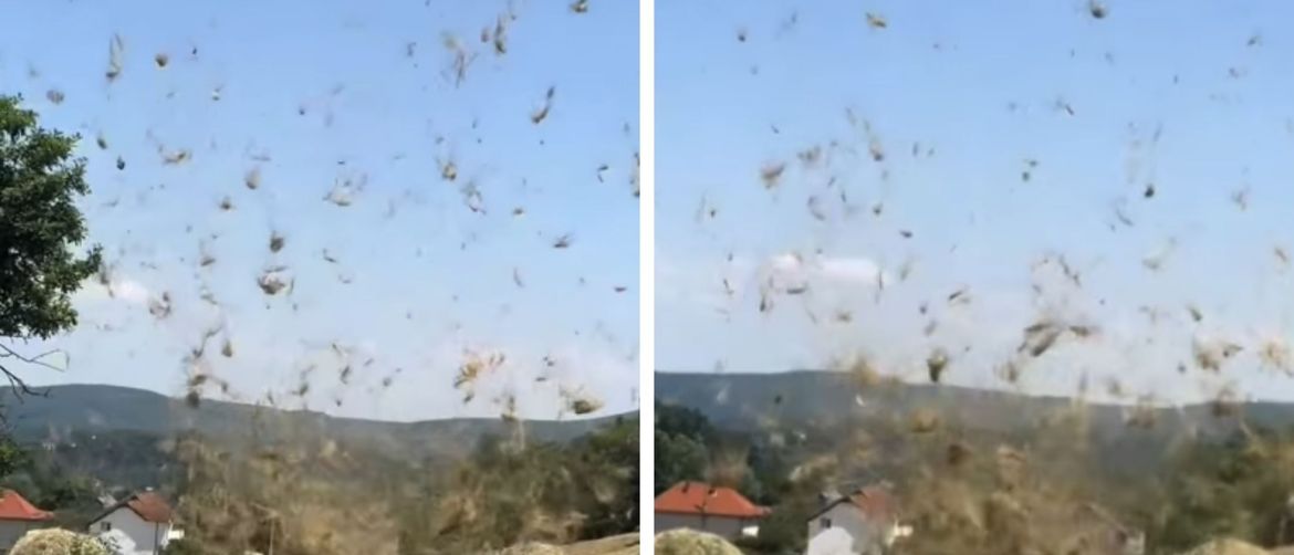 Podizanje trave vjetrom