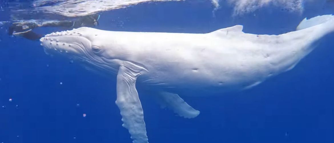 Albino kit