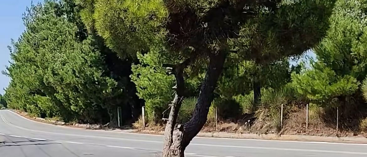 Drvo nasred ceste
