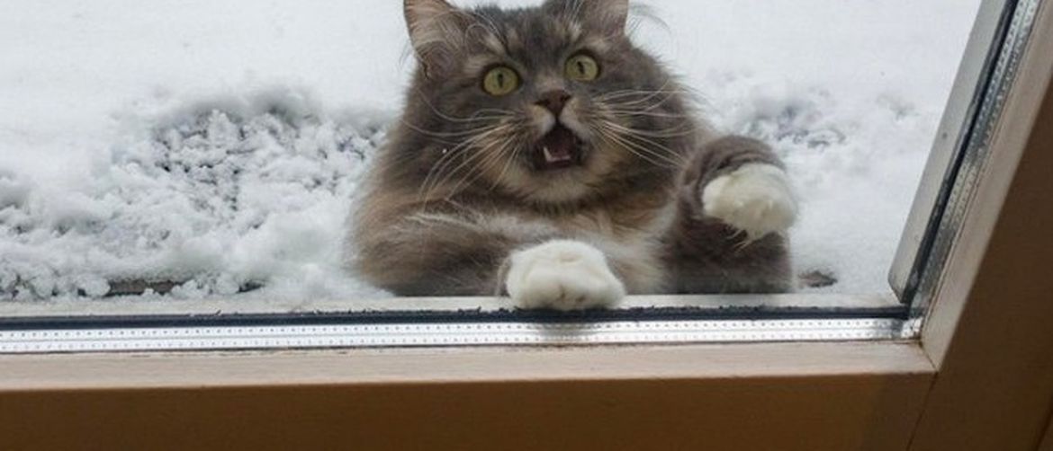 Mačke i snijeg (Foto: brightside.me) - 17