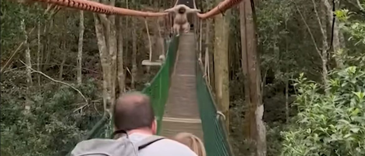 Majmun na mostu