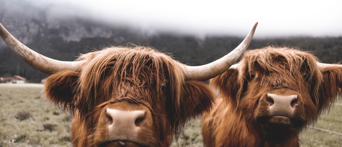 Kravice liječe stres