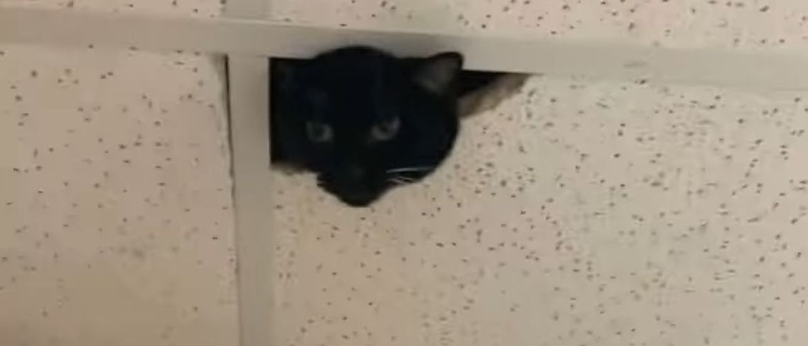 Mačka na stropu