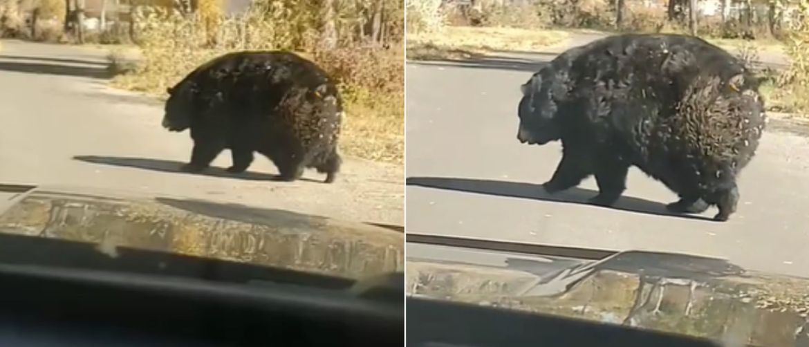 Punašni medvjed kako prelazi cestu