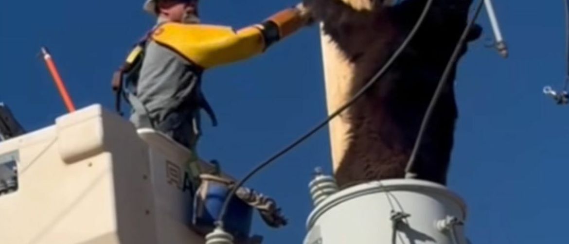 Obračun s medvjedom