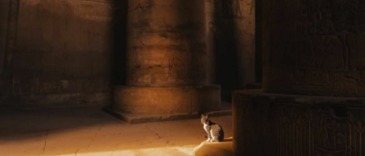 Mačka Cece koja je pronašla dom u hramu u Luksoru