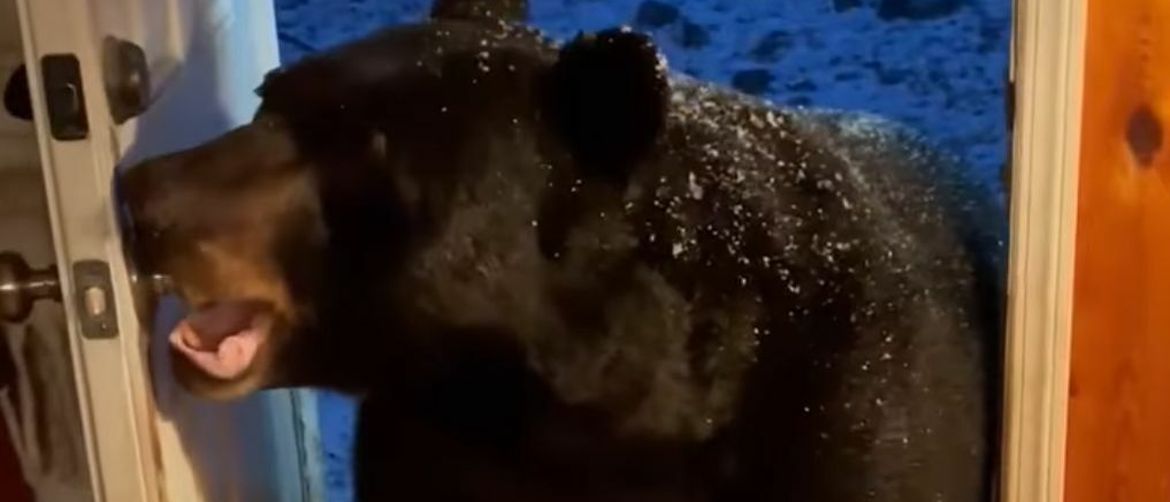 Medvjed zatvara vrata