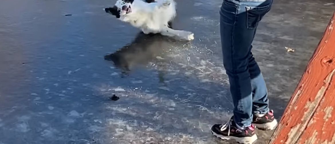 Pas se poskliznuo na ledu
