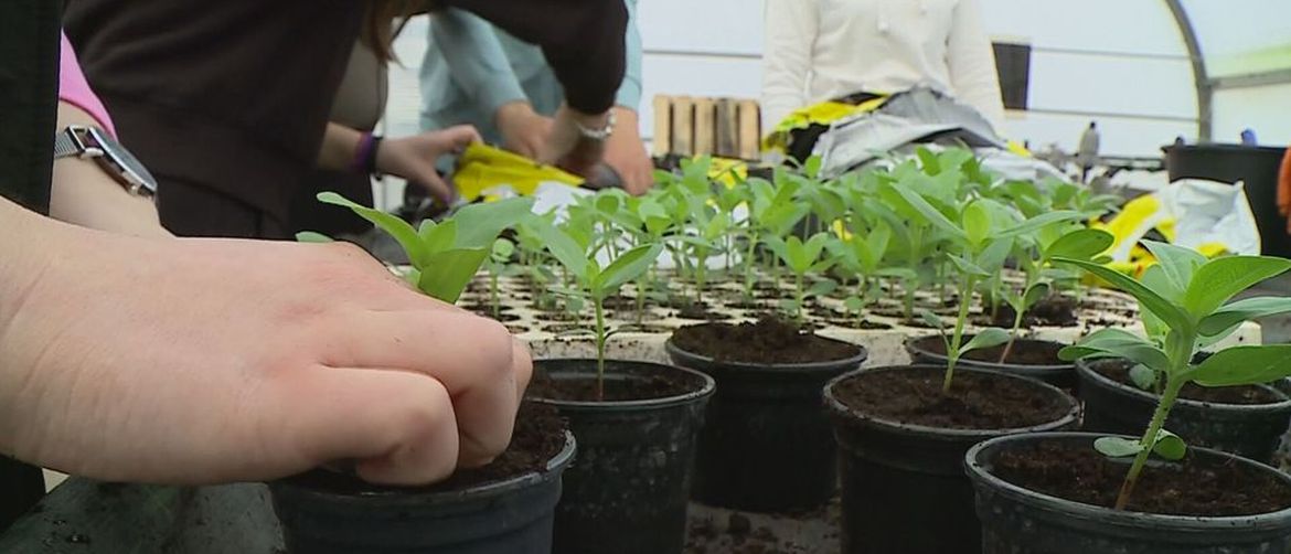 Vrijedne ruke učenika