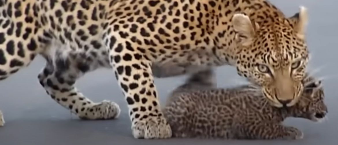 Leopard i mladunci