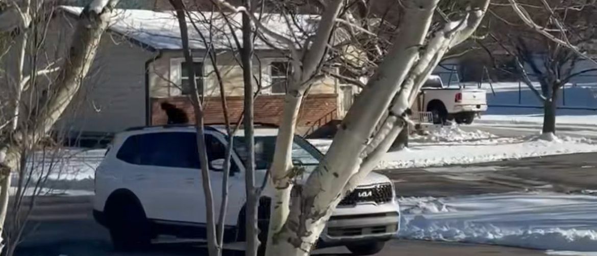 Mačka na krovu automobila