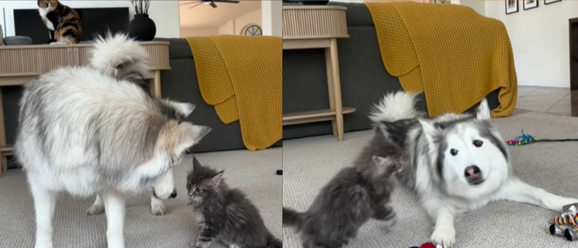 Haski i mačka pri igri u dnevnom boravku