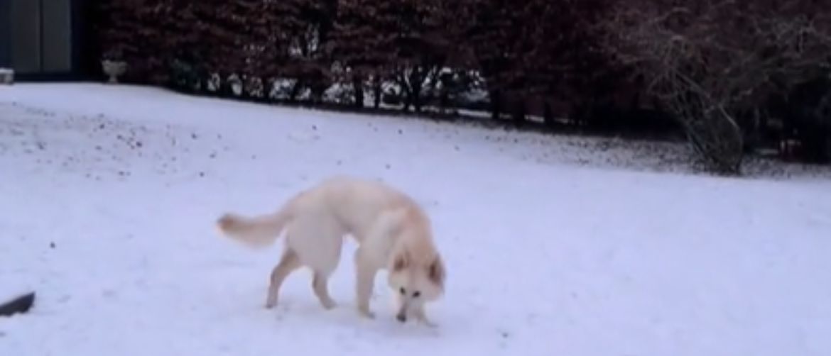 Duke bijeli njemački ovčar