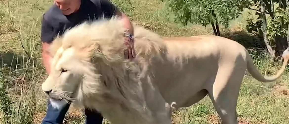 Bliski susret s lavom