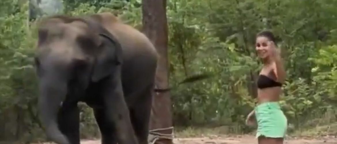 Bliski susret sa slonom