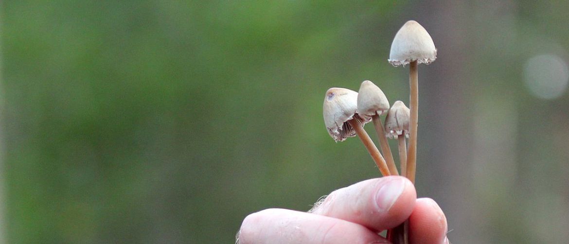 čarobne gljive